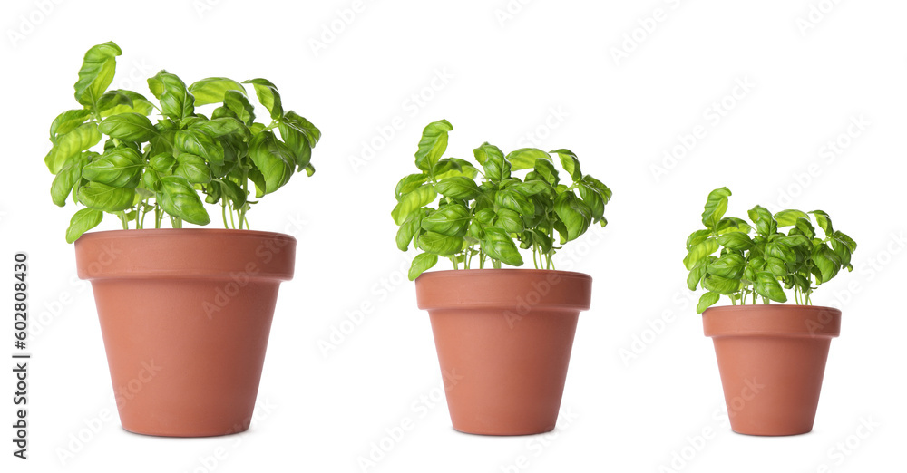 Basil growing in pots isolated on white, different sizes Basil growing in pots isolated on white, different sizes