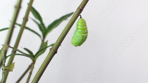 4K video of Monarch caterpillar pupation process sped up 20 times. A monarch butterfly undergoes metamorphosis in this time-lapse shot. Monarch Caterpillar going into a cocoon (Timpe Lapse) isolated