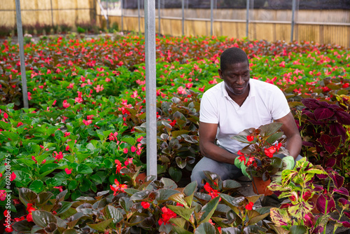 Positive African American male worker checking begonia seedlings while gardening in greenhouse