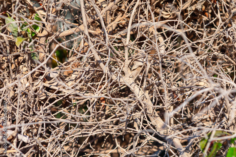 Twigs background with dry branches Twigs background with dry branches