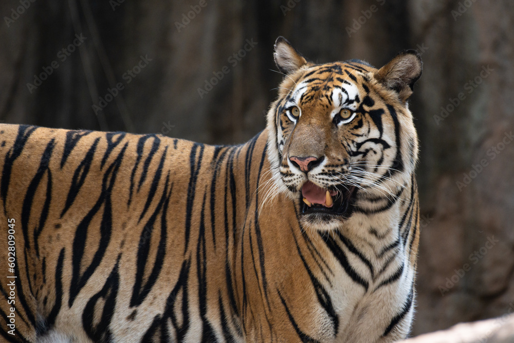 Fototapeta premium Portrait of Indochinese Tiger is looking for prey (Panthera tigris corbetti) in the natural zoo.Amazing tiger in the nature habitat.Wild dangerous animal concept.