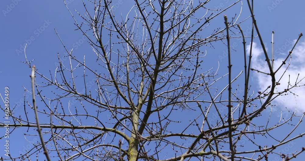 ash in sunny weather in early spring, a young ash tree without foliage in early spring ash in sunny weather in early spring, a young ash tree without foliage in early spring