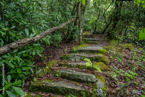 forest path