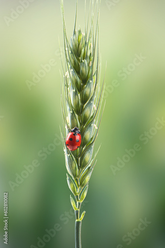 closeup of young green wheat and ladybug on nature's spring background	
