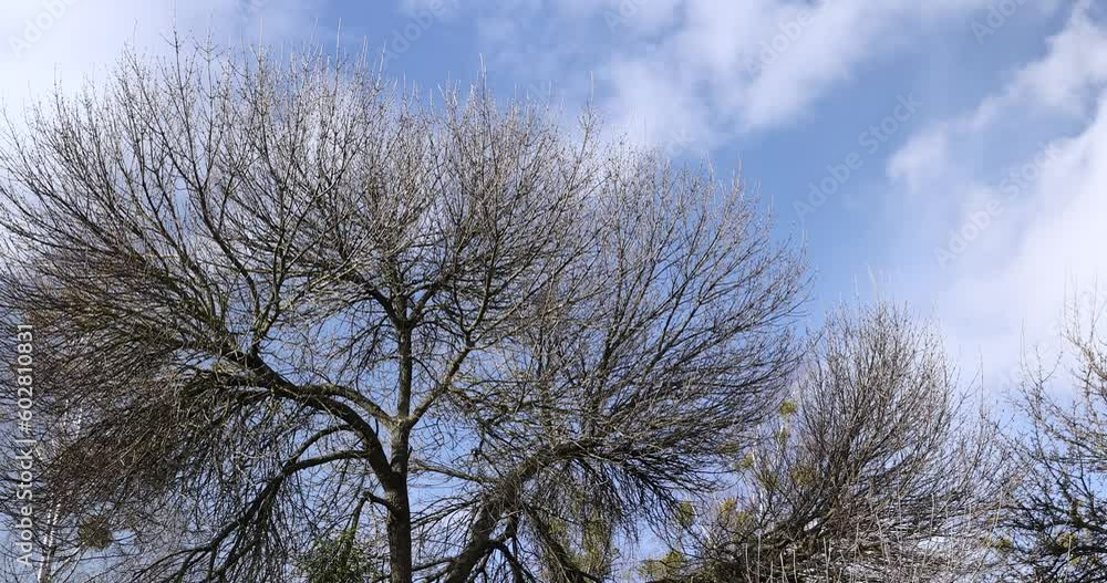 bare willow trees in the spring season in the park, willow branches without foliage hang to the ground in early spring bare willow trees in the spring season in the park, willow branches without foliage hang to the ground in early spring