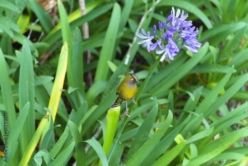 A Liocichla steerii bird rests on the stem of a purple flower. Steere's Liocichla is a small songbird. In the garden.