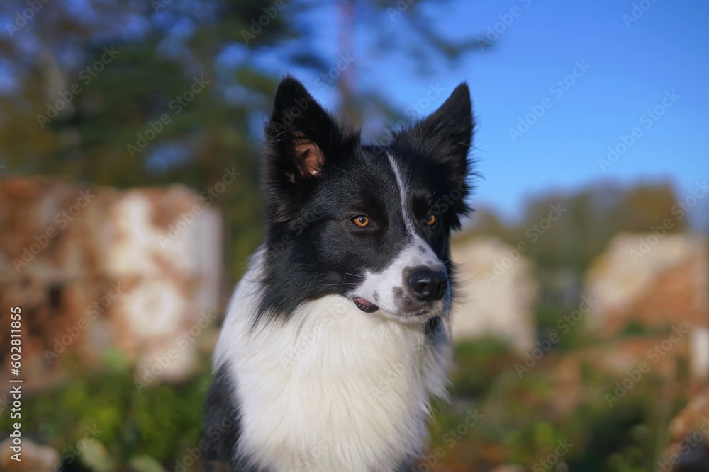 The portrait of a serious black and white Border Collie dog posing outdoors near old castle ruins in autumn