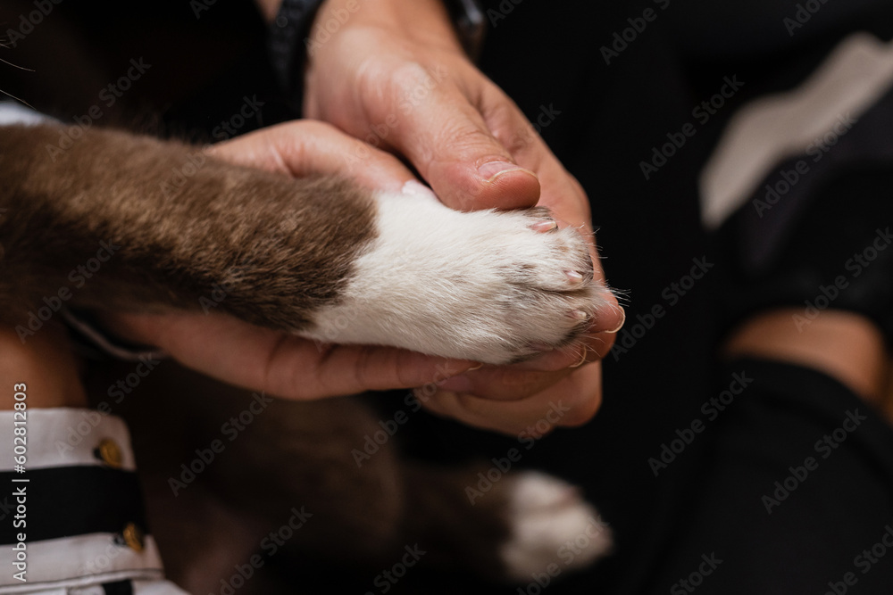 The Power of Paws. Strengthening Emotional Connections. This image symbolizes the unique experience of pet ownership and promotes emotional well-being. The Power of Paws. Strengthening Emotional Connections. This image symbolizes the unique experience of pet ownership and promotes emotional well-being.