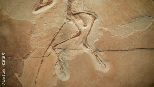 The fossil of archaeopteryx