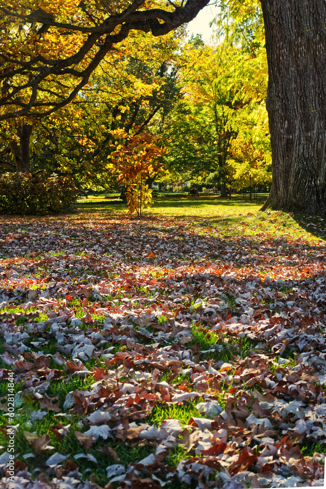 Grass and dry leaves compete to cover the park floor , Niagara Falls, ON, Canada
