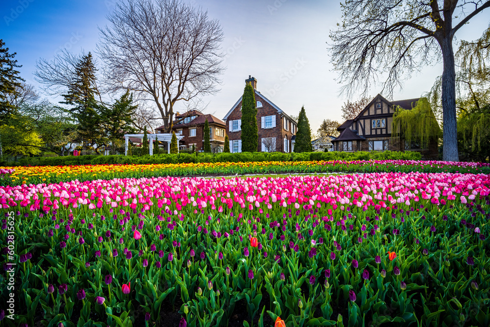 City of Ottawa Tulip Festival in Commissioners Park at Dow Lake