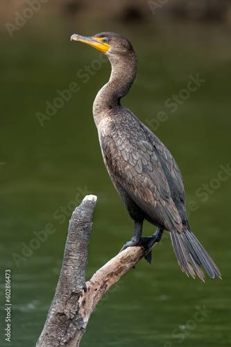 Double-crested Cormorant Perched  © mattcuda