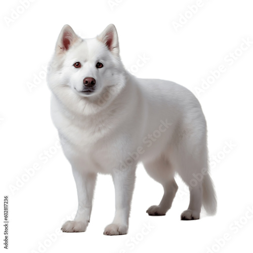 alaskan malamute puppy