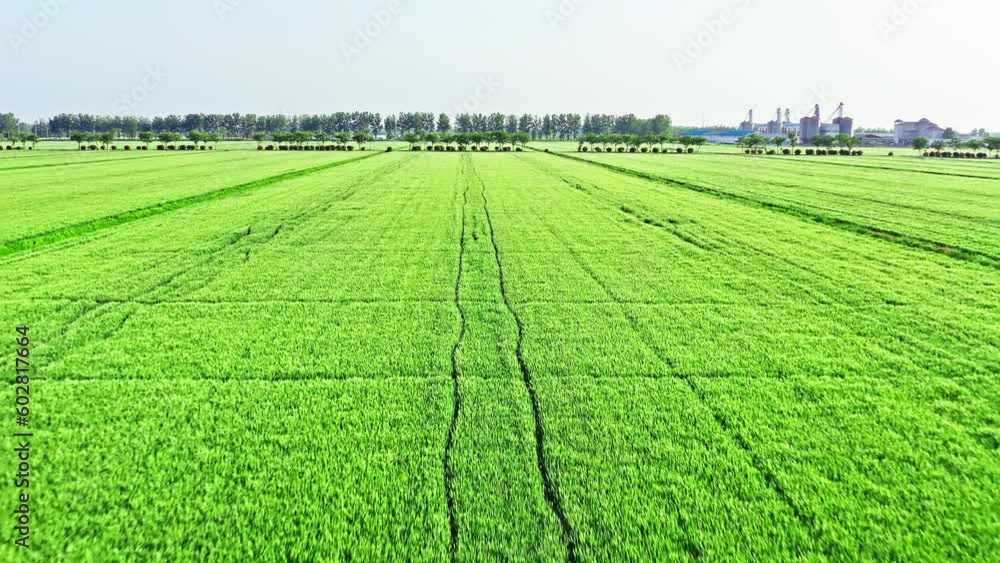 Green wheat fields natural landscape is on the farm. Agricultural scene in spring. Green wheat fields natural landscape is on the farm. Agricultural scene in spring.