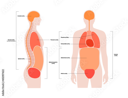 Body cavities poster
