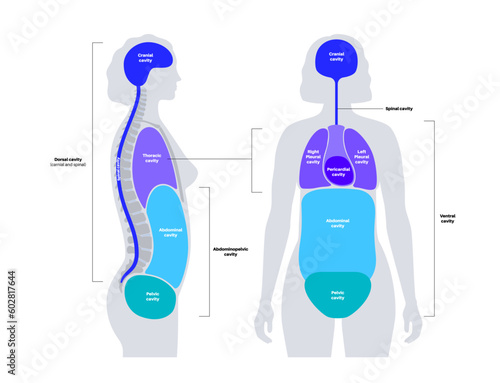 Body cavities poster