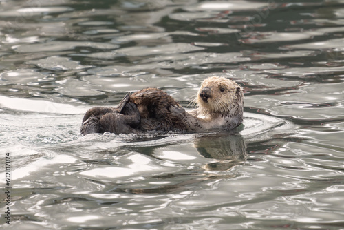 A female sea otter and her pup in Morro Bay, California.
