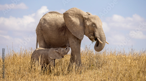 Canvas Print elephant in the savannah, baby elephant, Tanzania