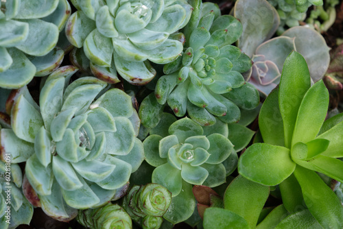 Miniature succulent plants isolated stock photo