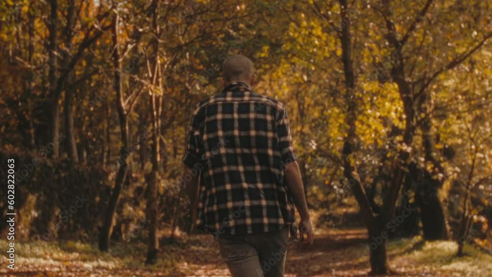 Man walks away from camera in Portuguese forest on golden autumn day. He loves nature and its colors. Cozy and serene clip. Man walks away from camera in Portuguese forest on golden autumn day. He loves nature and its colors. Cozy and serene clip.