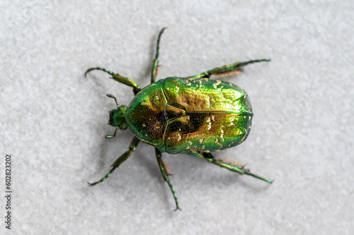 The Green beetle, macro close-up