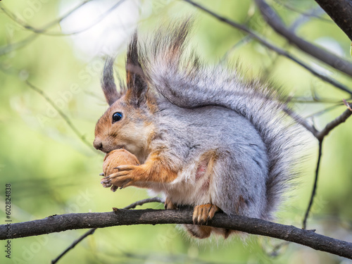 The squirrel with nut sits on a branches in the spring or summer.