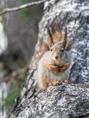The squirrel sits on a branches in the spring or summer.