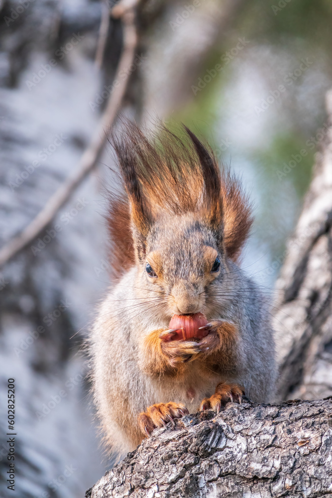Fototapeta premium The squirrel with nut sits on a branches in the spring or summer.