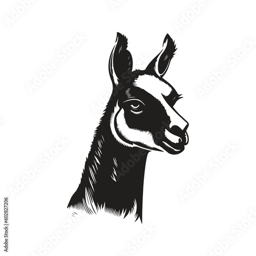 vicuna, vintage logo line art concept black and white color, hand drawn illustration