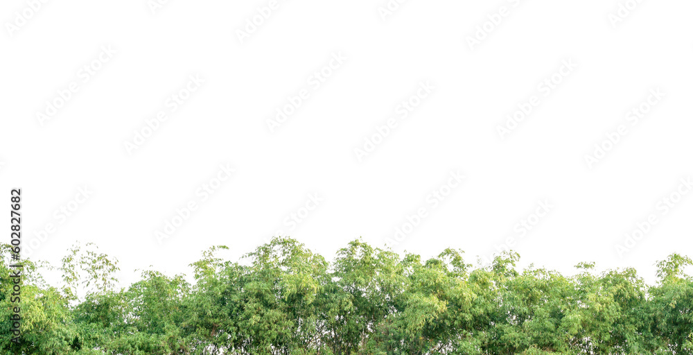 Bamboo leaves isolated on background, Leaf pattern leaves bamboo Bamboo leaves isolated on background, Leaf pattern leaves bamboo