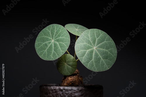 Stephania Nova (Kaweesakii) matured leaf close up with isolated black background.