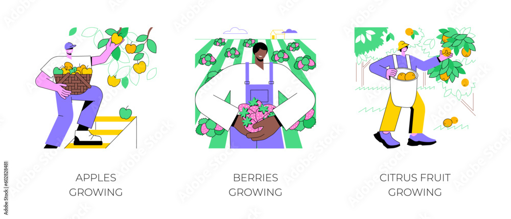 Fototapeta premium Fruit production isolated cartoon vector illustrations set. Farmer picks apples from the tree, ripe strawberries, berries growing, citrus fruit tree garden, harvesting time vector cartoon.