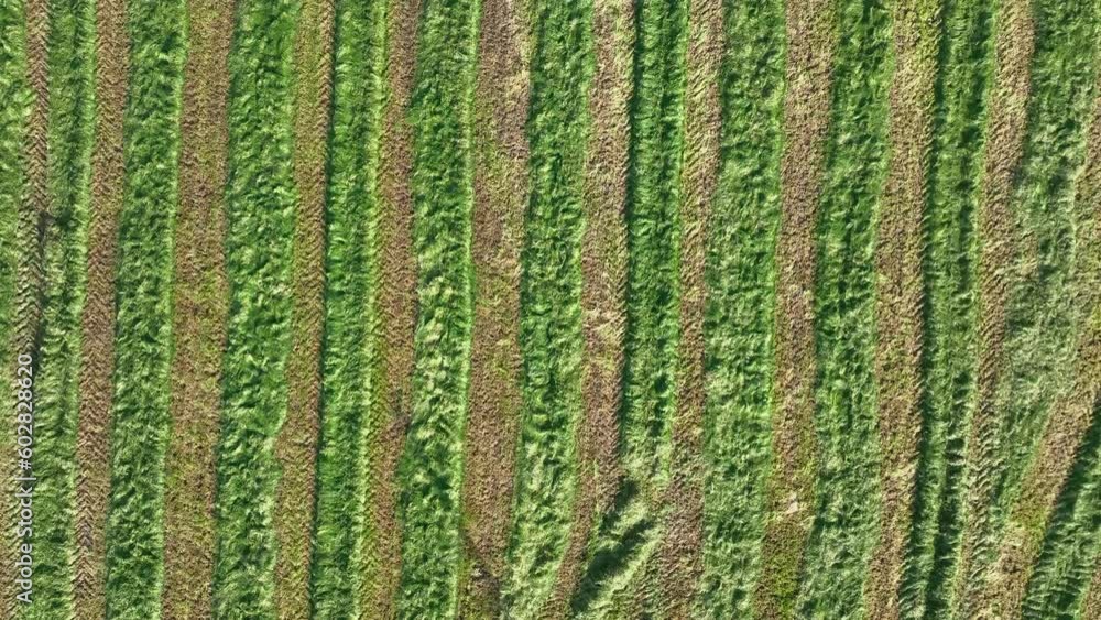 Cut Grass on a Farm Left To Wilt Ready for Cattle Silage Cut Grass on a Farm Left To Wilt Ready for Cattle Silage