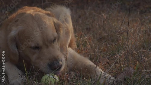 Wallpaper Mural Happy golden retriever playing with tennis ball outside in grass with fading light of evening. Close up of dog enjoying favorite toy ball. Torontodigital.ca