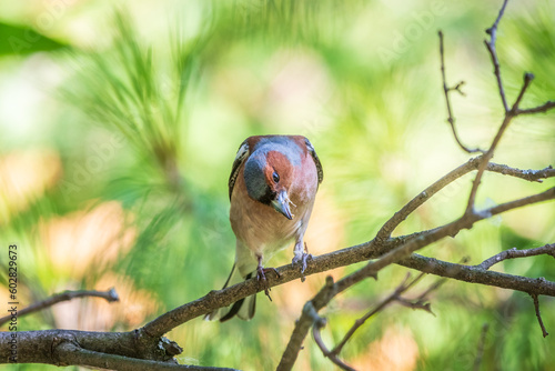 Common chaffinch, Fringilla coelebs, sits on a branch in spring on green background. Common chaffinch in wildlife.