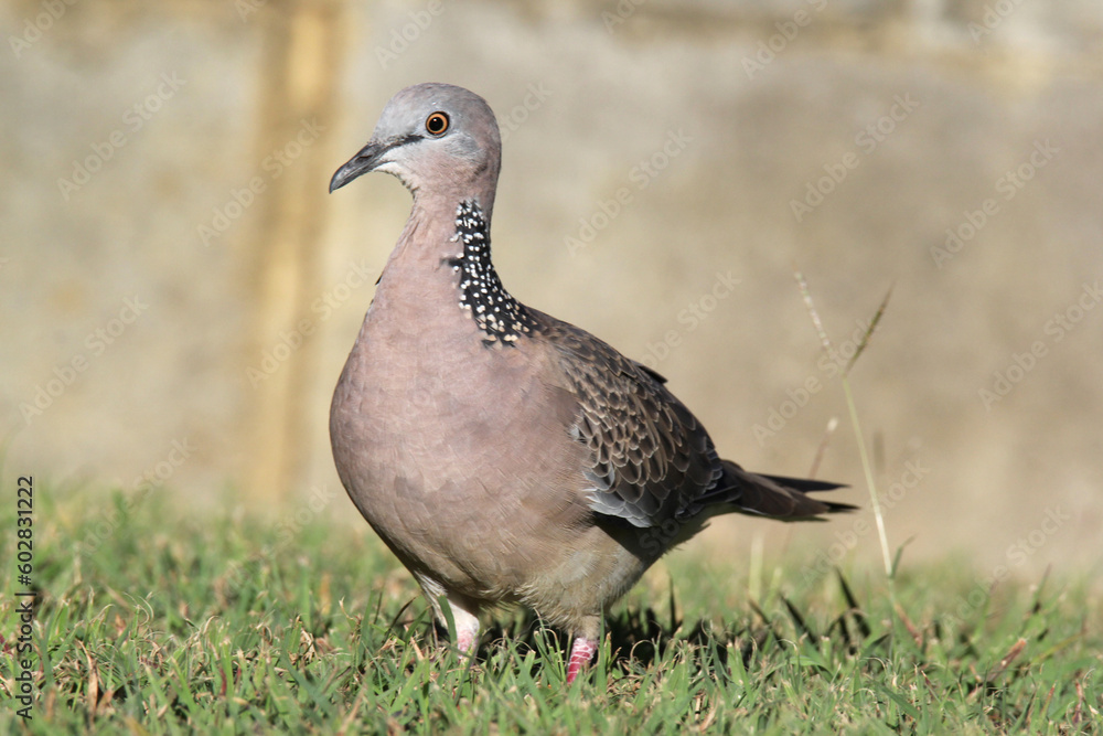 Spotted dove pigeon bird standing on the grass