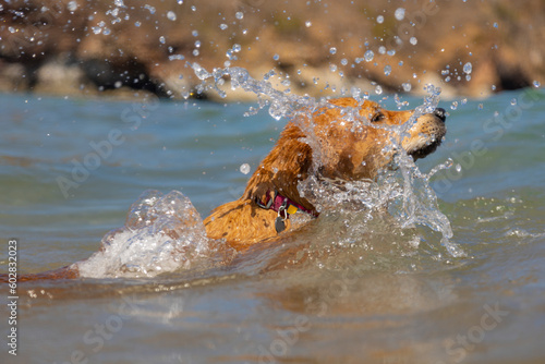 Fototapeta Golden Labrador swimming in the ocean