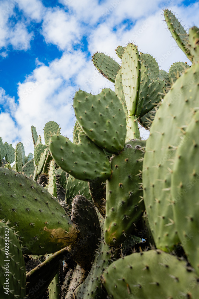 Vertical Low-Angle View of Lush Prickly Pear Plant Vertical Low-Angle View of Lush Prickly Pear Plant