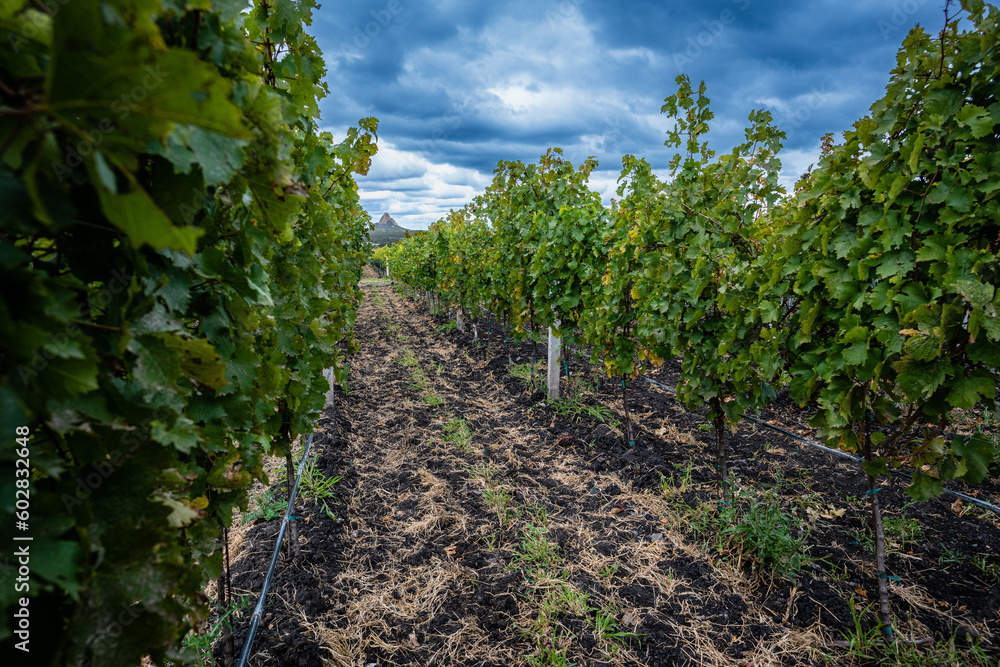 Vibrant Vineyard Landscape under Cloudy Sky