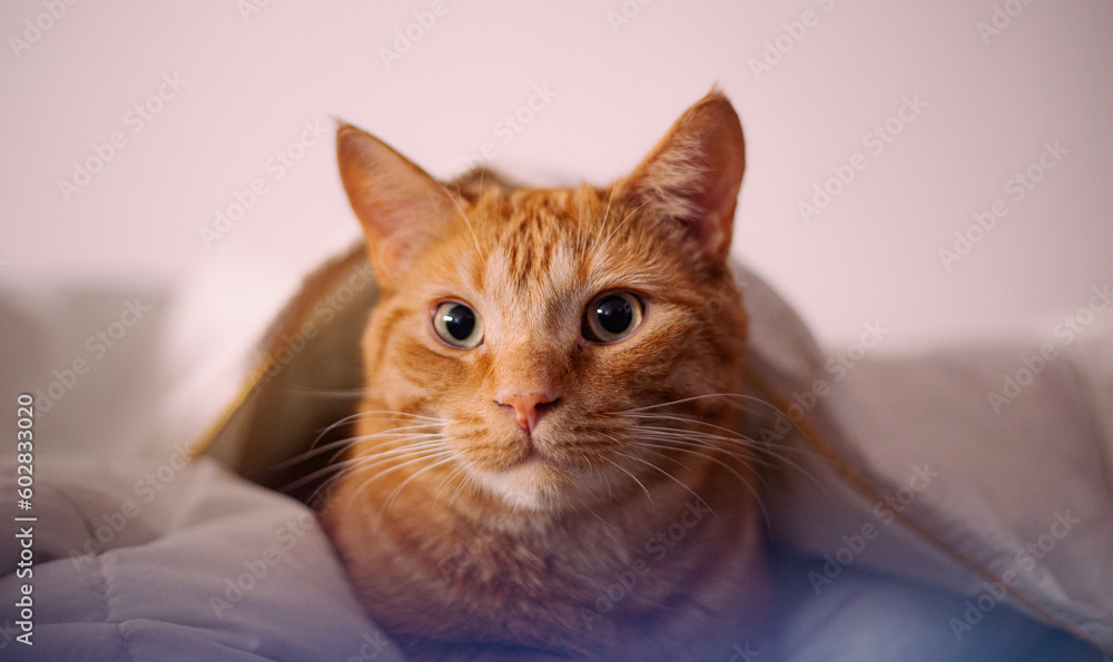 portrait of a cat with a smile portrait of a cat with a smile