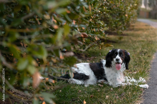 Fototapeta Naklejka Na Ścianę i Meble -  adorable springer spaniel - beautiful black and white dog