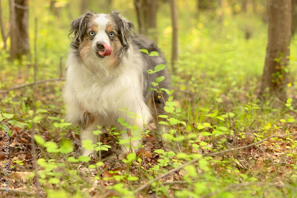 beautiful blue merle miniature australian shepherd with blue eyes licking nose in grassy forest grounds