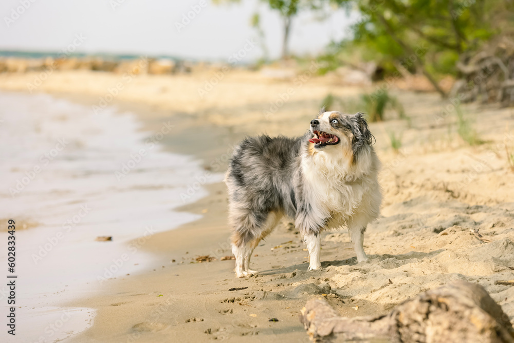 beautiful blue merle miniature australian shepherd with blue eyes and tongue out sitting at water's edge at the beach
