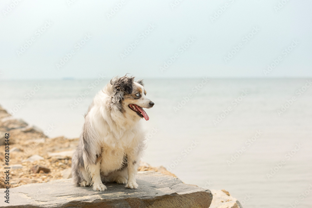 beautiful blue merle miniature australian shepherd with blue eyes and tongue out sitting on jetty at the beach beautiful blue merle miniature australian shepherd with blue eyes and tongue out sitting on jetty at the beach