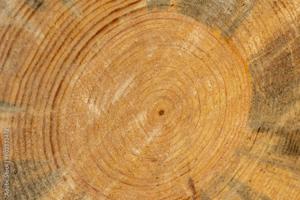 Rings on end of cut pine tree, space for copy on background.