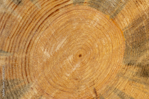 Rings on end of cut pine tree, space for copy on background.