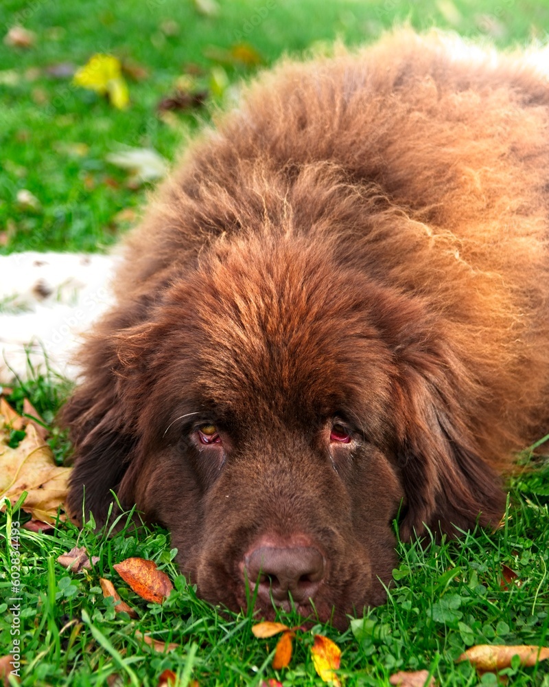 Fototapeta premium Amos