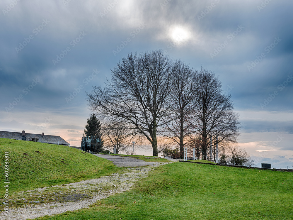 Obraz premium Tree And Path On A Cloudy Day