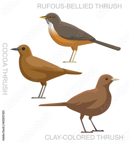 Cute Bird Rufous-Bellied Thrush Cocoa Set Cartoon Vector