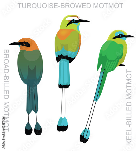 Cute Bird Turquoise-browed Motmot Set Cartoon Vector